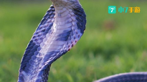 眼镜蛇鳞片
