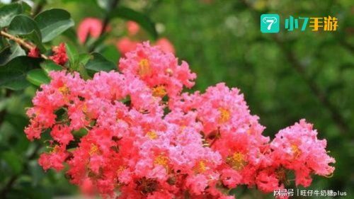 植物也怕痒哪种植物被称为痒痒树
